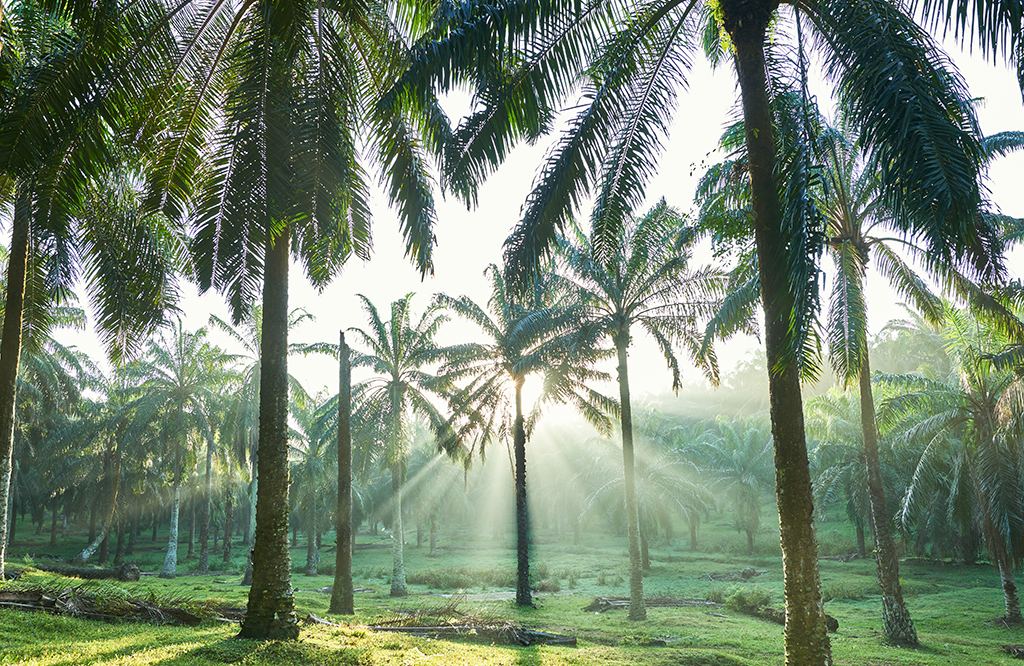Palm Oil vs. Palm Kernel Oil