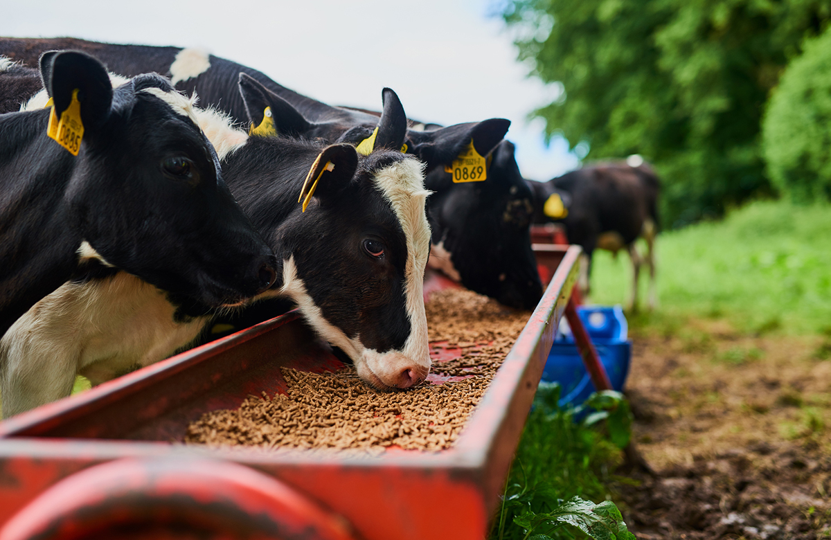Why Soybean Meal Dominates the Animal Feed Market 
